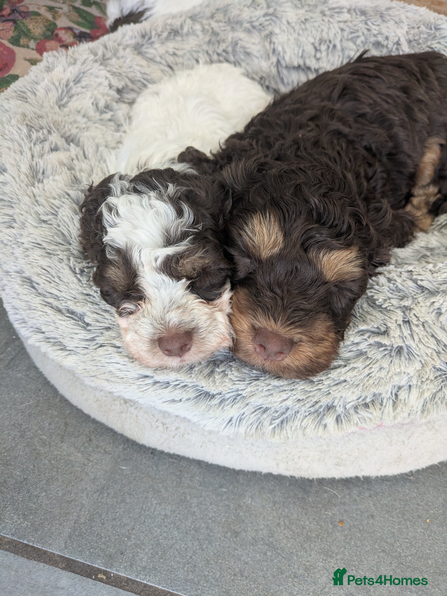 Cockapoo dogs Chocolate health tested F1 cockerpoos - Advert 2