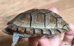 Turtle reptiles for sale: Razorback Musk Turtle, Free 4 bags 40g turtle food - Image 11