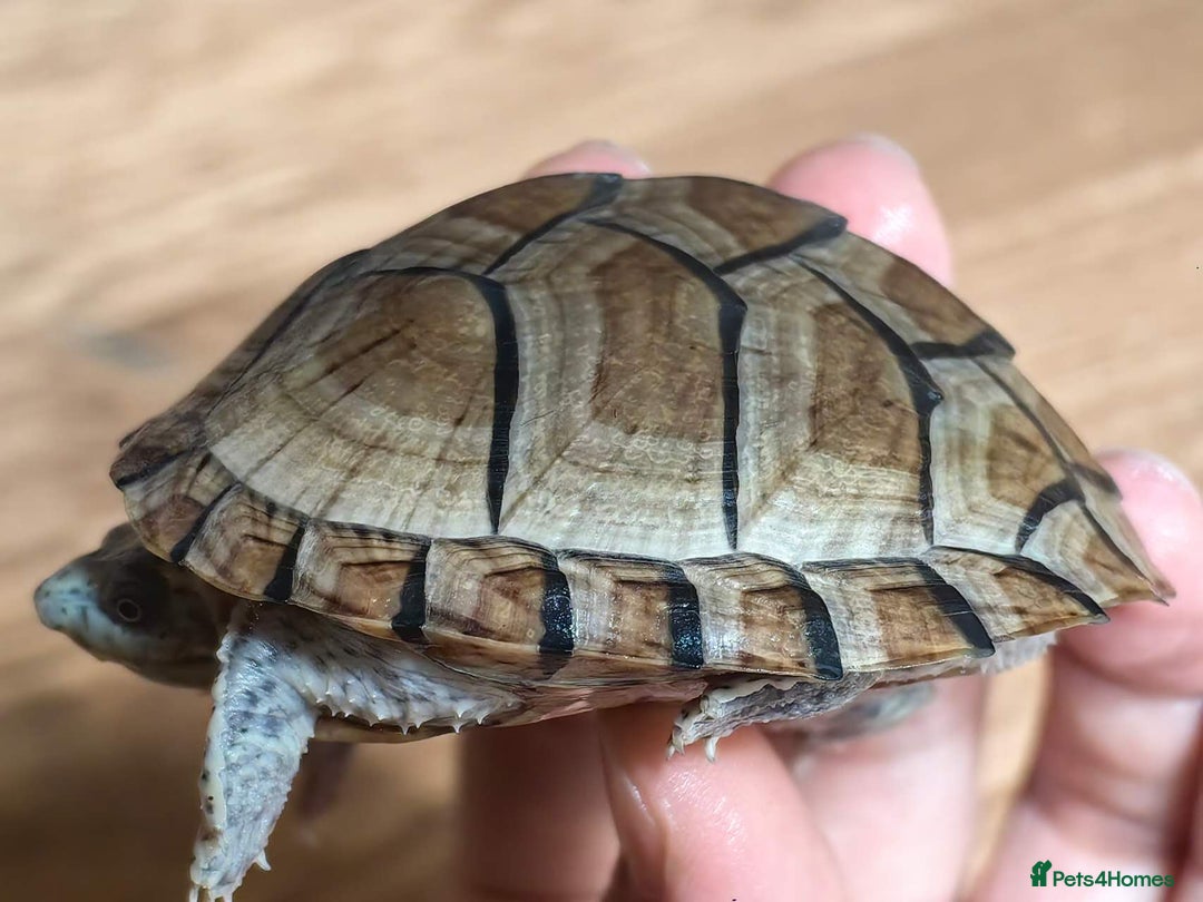 Turtle reptiles for sale: Razorback Musk Turtle, Free 4 bags 40g turtle food - Image 11