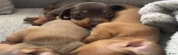 Miniature Dachshund dogs for sale: Beautiful Miniature Dachshund Puppies – Ready Soon - Advert 9
