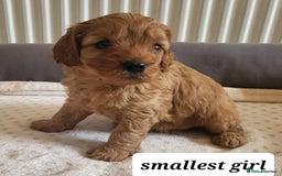 Cavapoo dogs for sale: QUALITY F1 CAVAPOO PUPS - HEALTH TESTED - Image 8