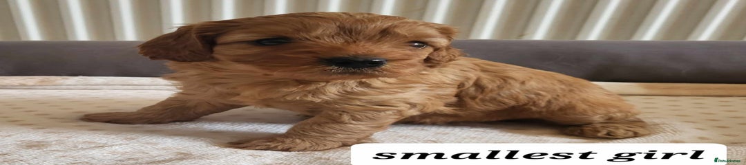 Cavapoo Puppy 4