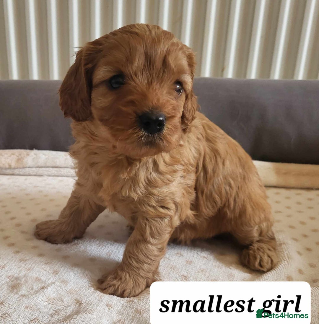 Cavapoo dogs for sale: QUALITY F1 CAVAPOO PUPS - HEALTH TESTED - Image 8