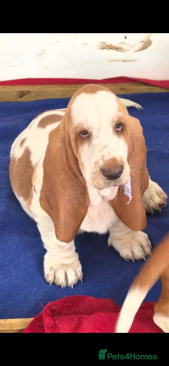 Basset Hound dogs Basset hound pups kc reg.European lines - Advert 1