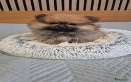 Pomeranian dogs for sale: Beautiful Pomeranian Puppies - Advert 14