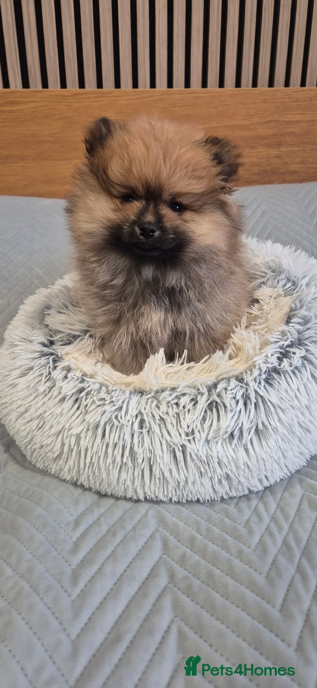 Pomeranian dogs for sale: Beautiful Pomeranian Puppies - Advert 14