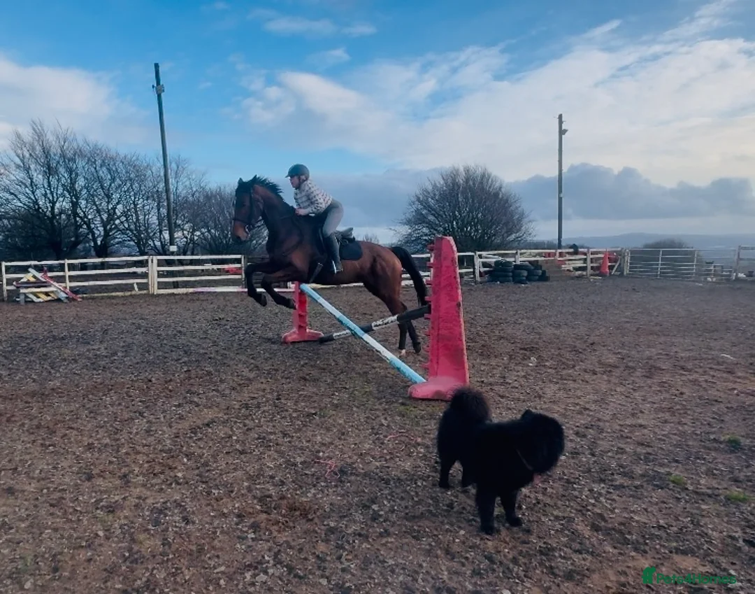 Irish Sports horses for sale: Super 15.3 8 yr old sports horse allroudner  - Advert 19