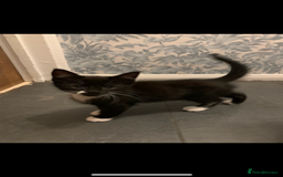 Mixed Breed cats for sale: 5 beautiful kittens ready for their forever home  - Image 17