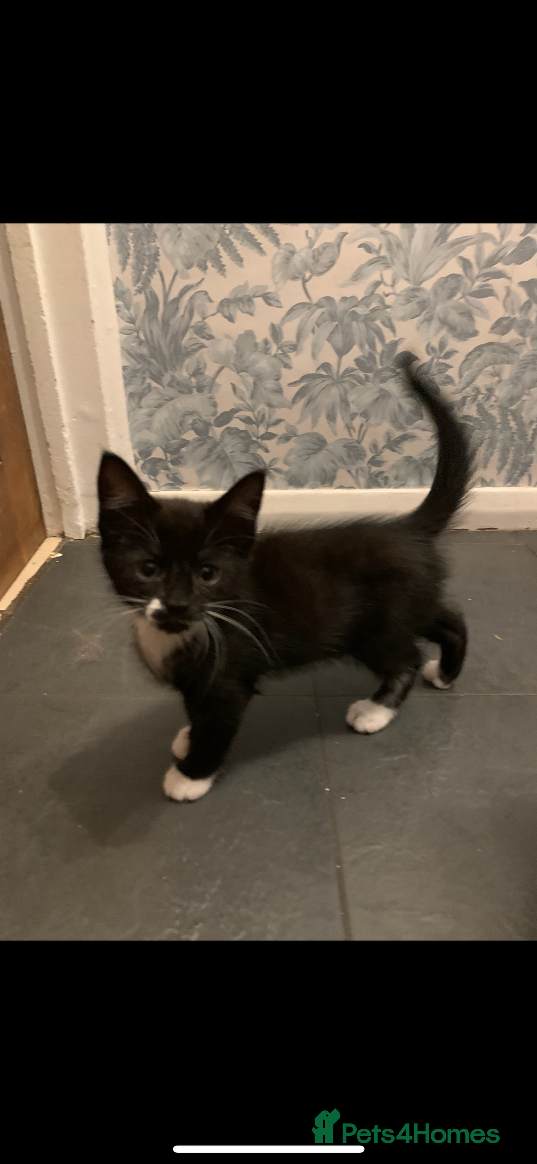 Mixed Breed cats for sale: 5 beautiful kittens ready for their forever home  - Image 17