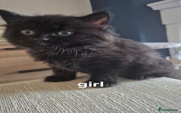 British Shorthair cats for sale: 4 kittens for sale - Image 2