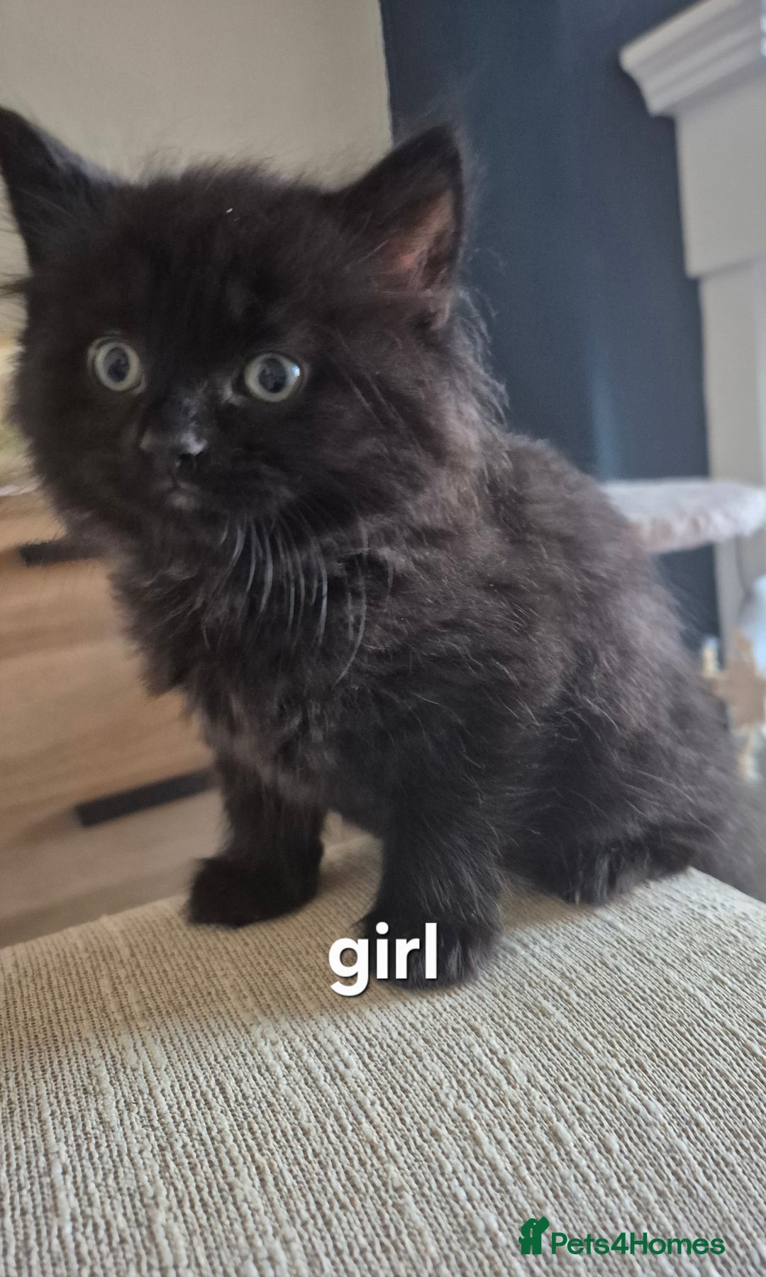 British Shorthair cats for sale: 4 kittens for sale - Image 2