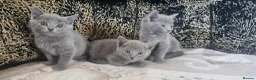 Russian Blue cats for sale: **TICA full pedigree Russian Blue kittens - Advert 2