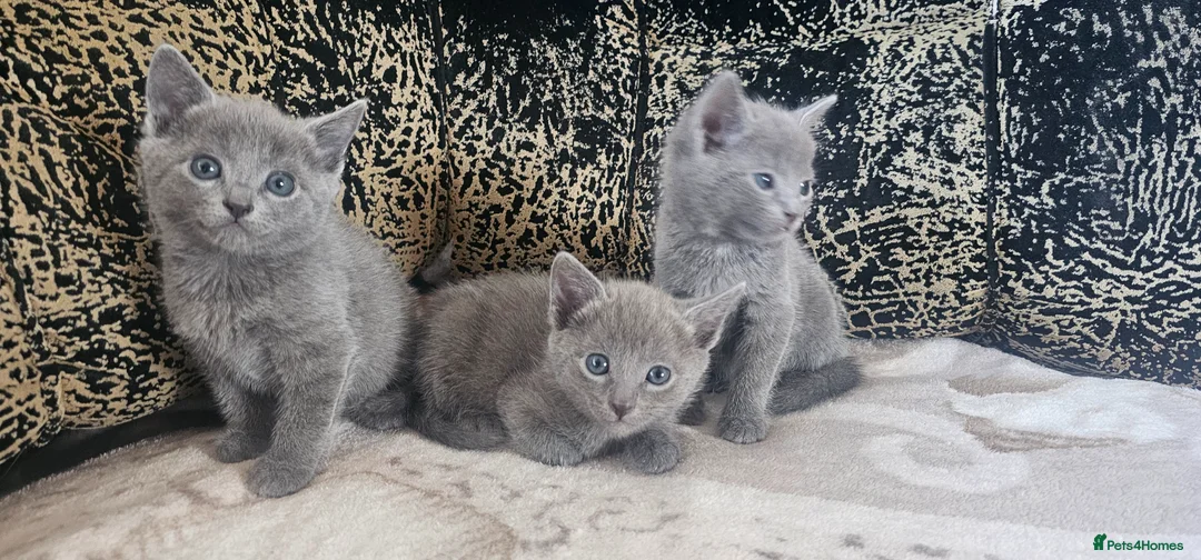 Russian Blue cats for sale: **TICA full pedigree Russian Blue kittens - Advert 2