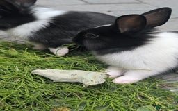 Mixed Breed rabbits for sale: Netherland Dwarf mix Lionhead - Image 7