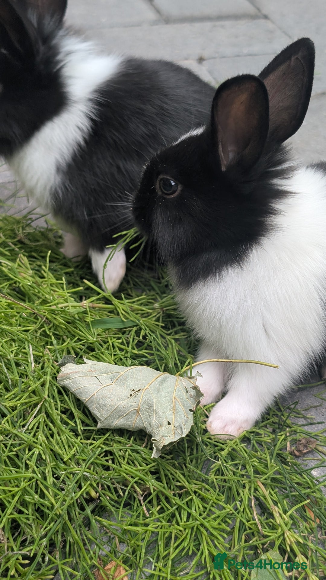 Mixed Breed rabbits for sale: Netherland Dwarf mix Lionhead - Image 7
