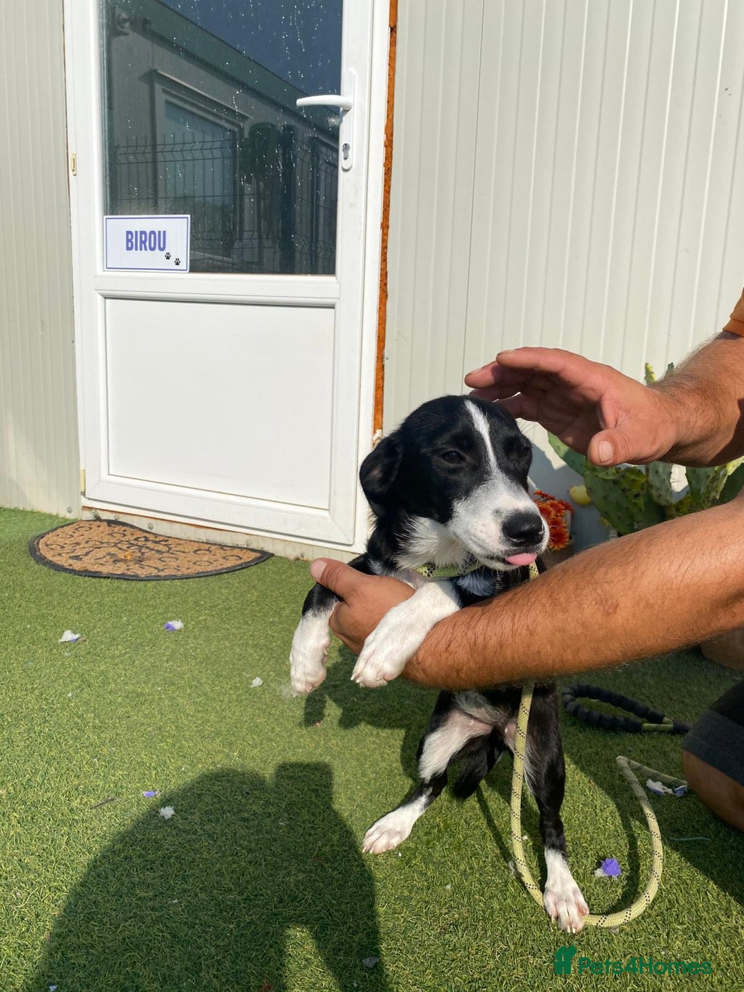Mixed Breed dogs for adoption: Meet LUNA, a Lovely Puppy Girl - for a Loving Home - Image 34