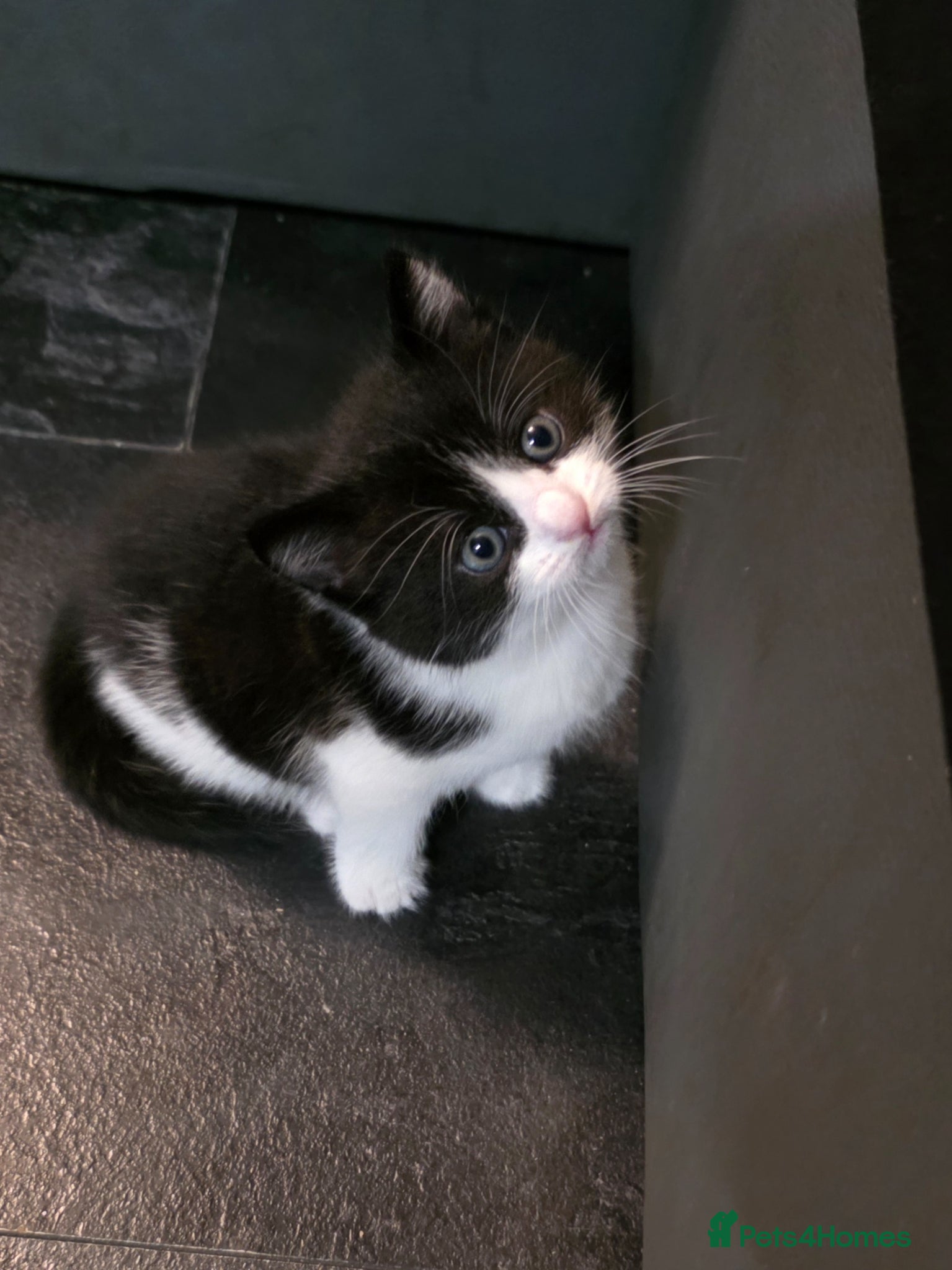 Mixed Breed cats Gorgeous little oreo for sale - Advert 3