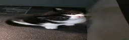 Mixed Breed cats for sale: Gorgeous little oreo for sale - Advert 1