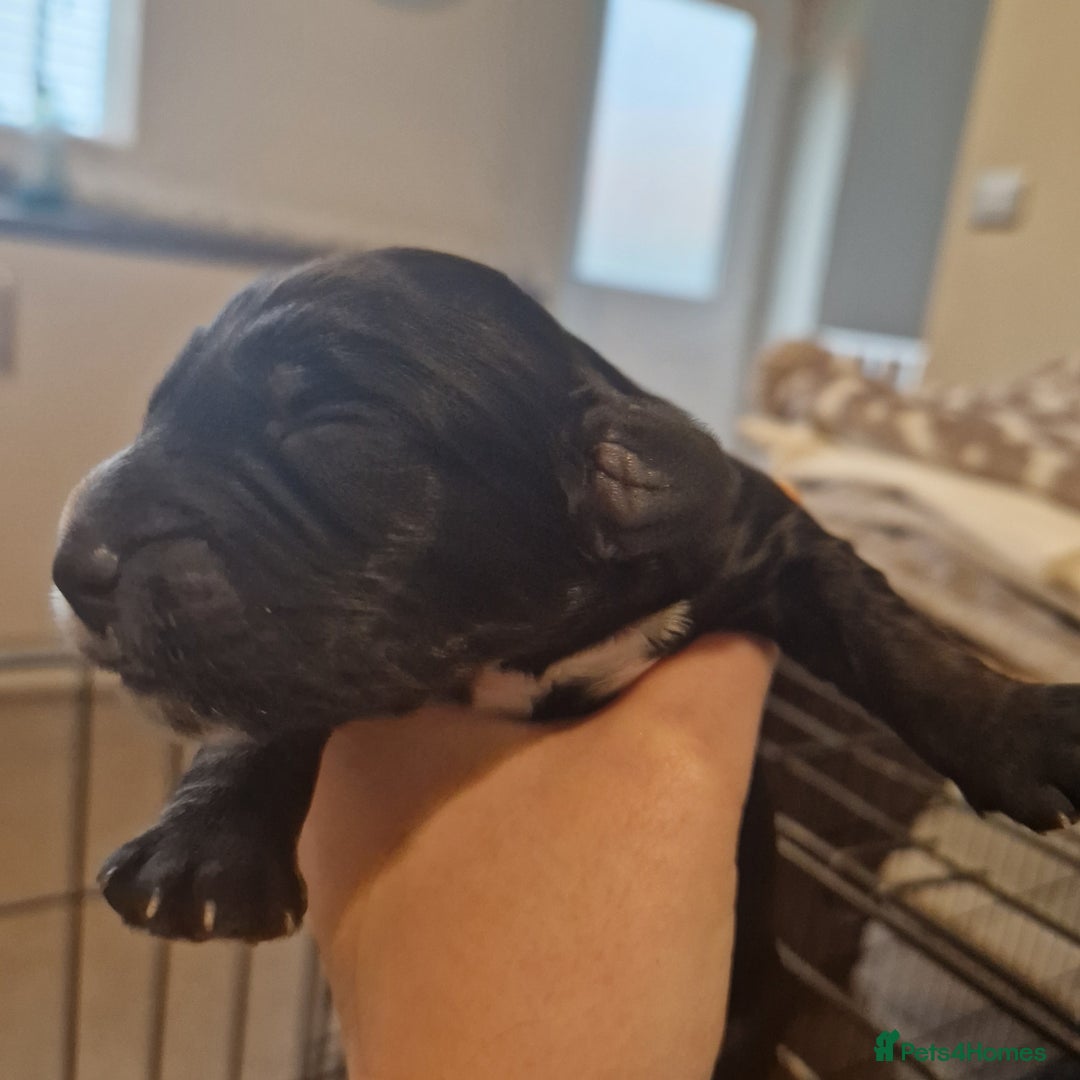 Cockapoo dogs for sale: 6 beautiful F2 cockapoos for sale!    - Advert 3
