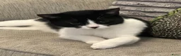 Mixed Breed cats for sale: Beautiful kittens - Advert 3