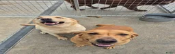Labrador Retriever dogs for sale: Retired Stud Dog Scooby - Advert 1