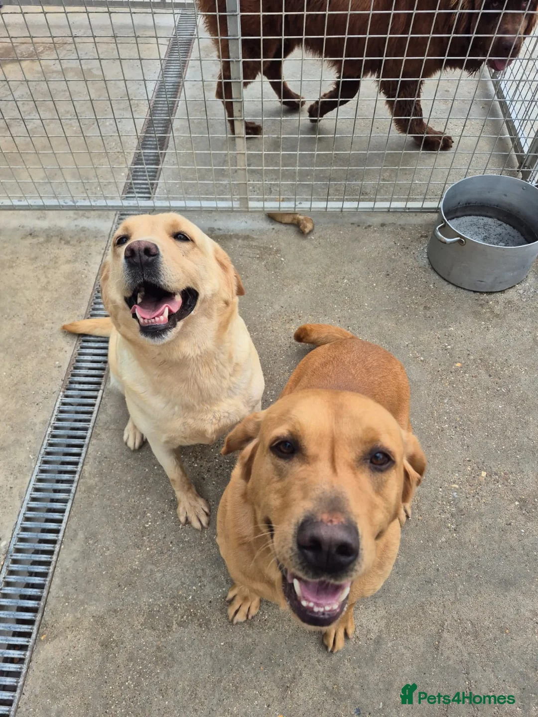 Labrador Retriever dogs for sale: Retired Stud Dog Scooby - Advert 1
