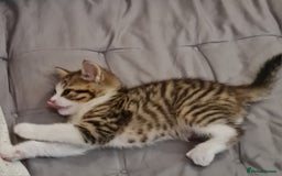 Mixed Breed cats for sale: 2 Beautiful little Boy kittens tabby & black white - Image 21