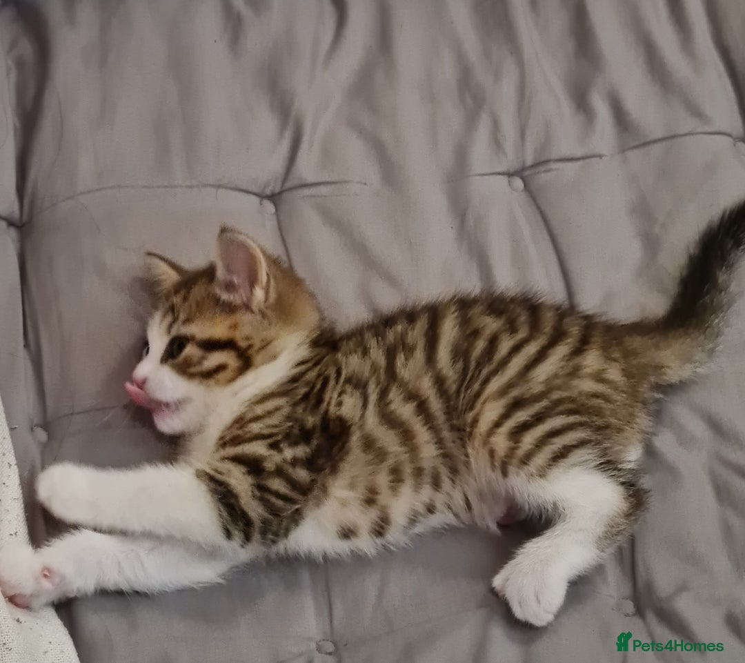 Mixed Breed cats for sale: 2 Beautiful little Boy kittens tabby & black white - Image 21