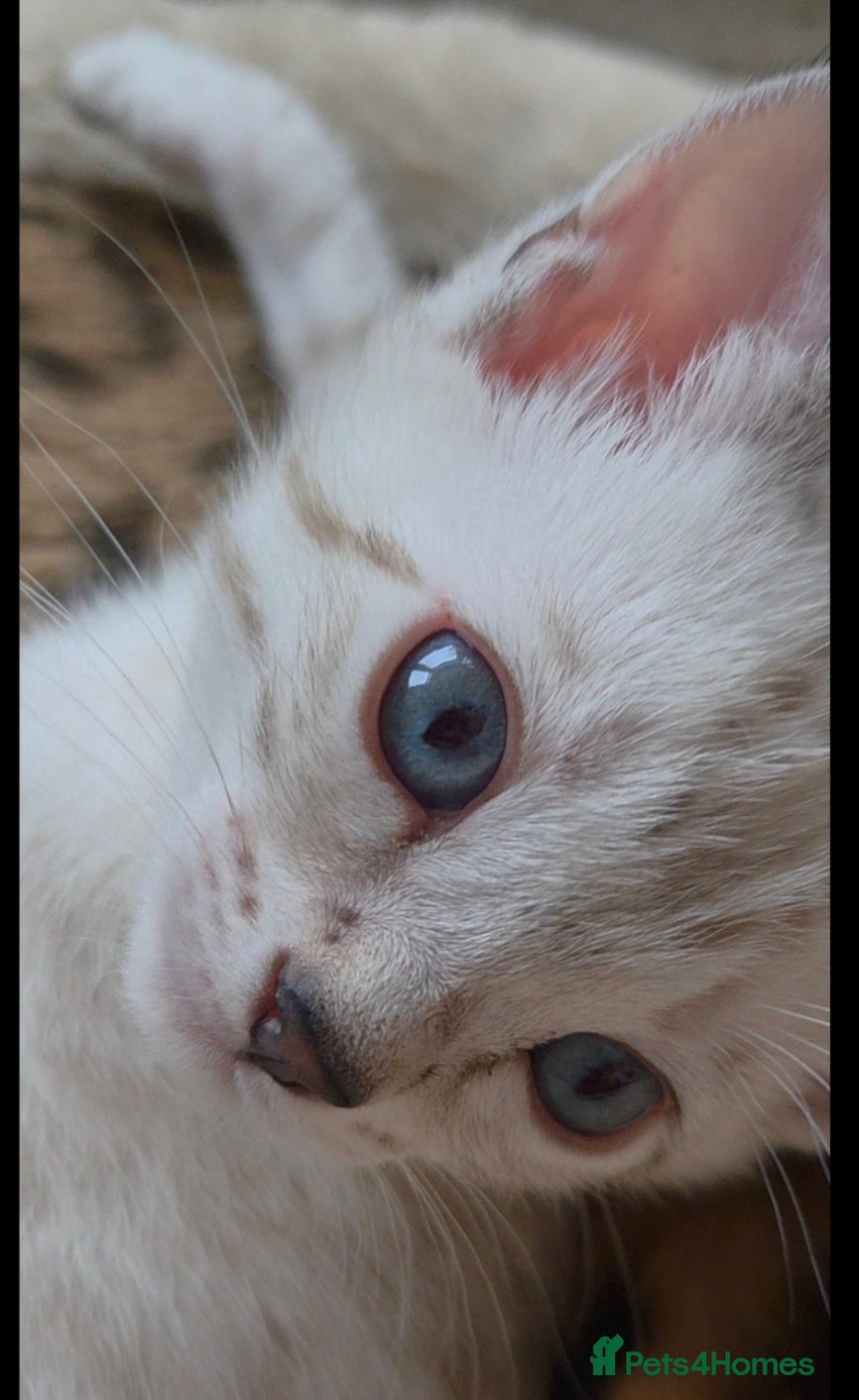 Bengal cats ✨️ OUTSTANDING TICA BENGAL KITTENS ✨️ - Advert 1