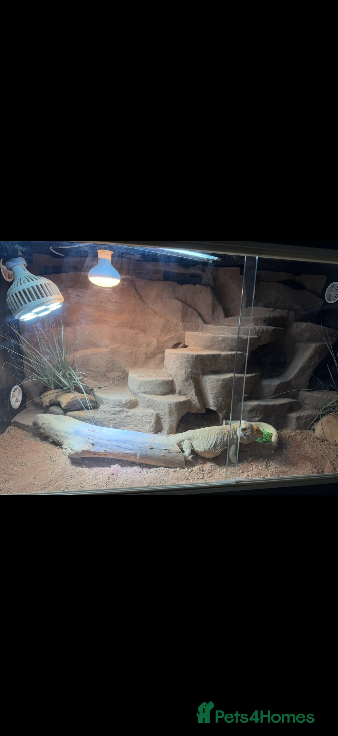 Bearded Dragon reptiles for sale: Male Bearded Dragon & Full setup in Bristol - Advert 9