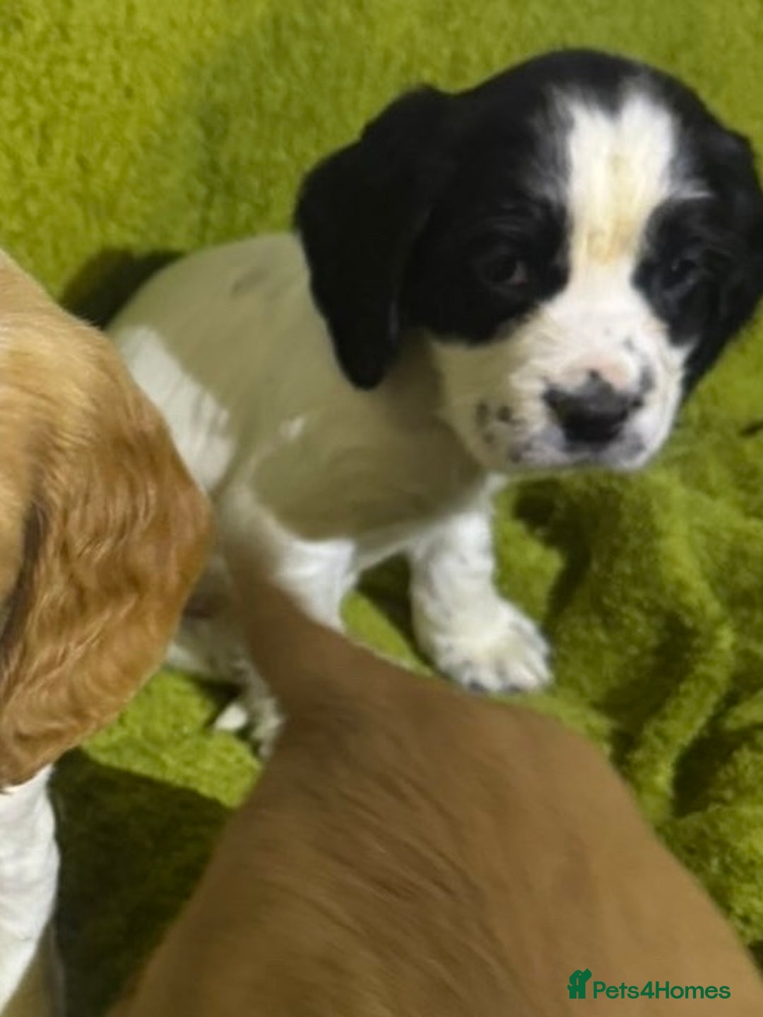 Cocker Spaniel dogs for sale: Show Cocker spaniels - Advert 6