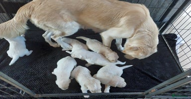 Golden Retriever dogs - Advert 13