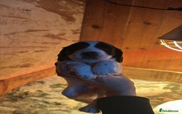 Sprocker dogs for sale: Beautiful working cocker spaniel pups FB1 - Advert 7