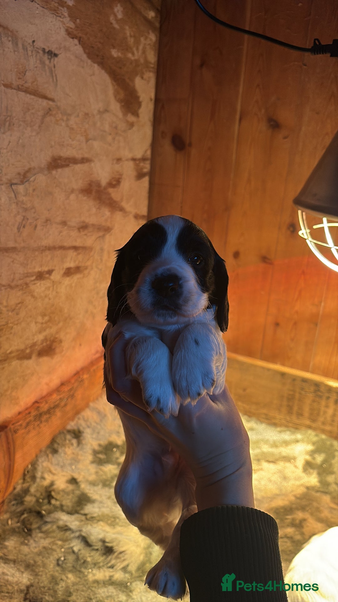 Sprocker dogs for sale: Beautiful working cocker spaniel pups FB1 - Advert 7