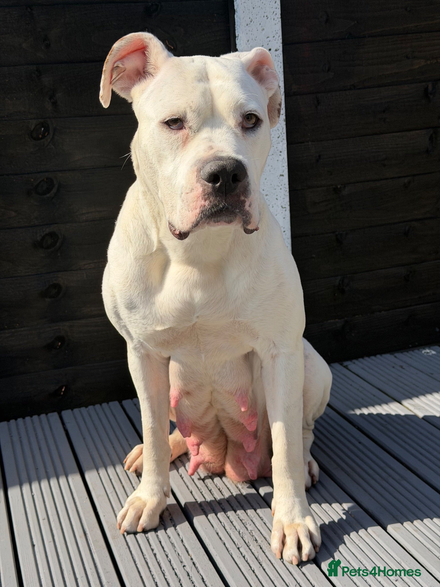 Mixed Breed dogs Beautiful mastiff puppies - Advert 1