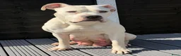 Mixed Breed dogs for sale: Beautiful mastiff puppies - Advert 1