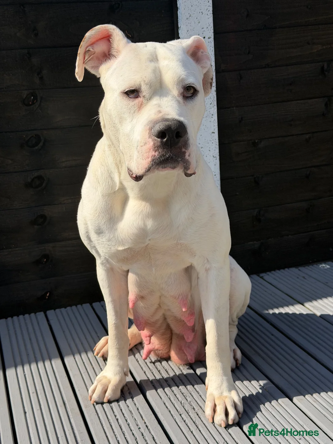 Mixed Breed dogs for sale: Beautiful mastiff puppies - Advert 1