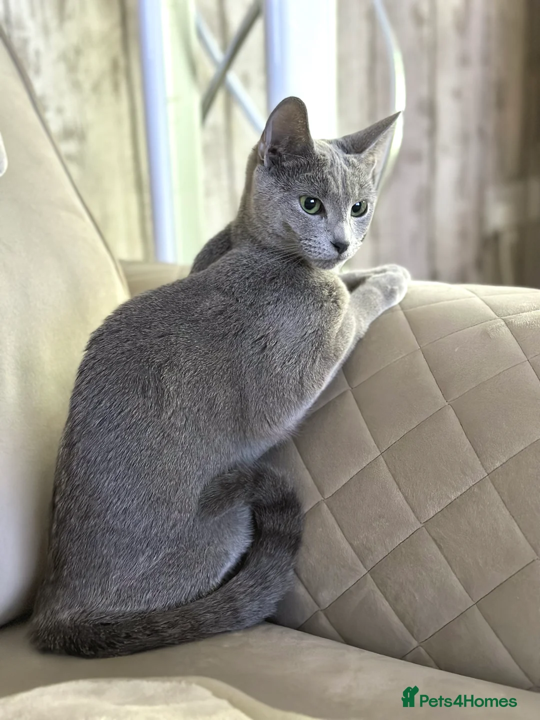 Russian Blue cats for sale: TICA active registered Pedigree Russian Blue Boy - Advert 3