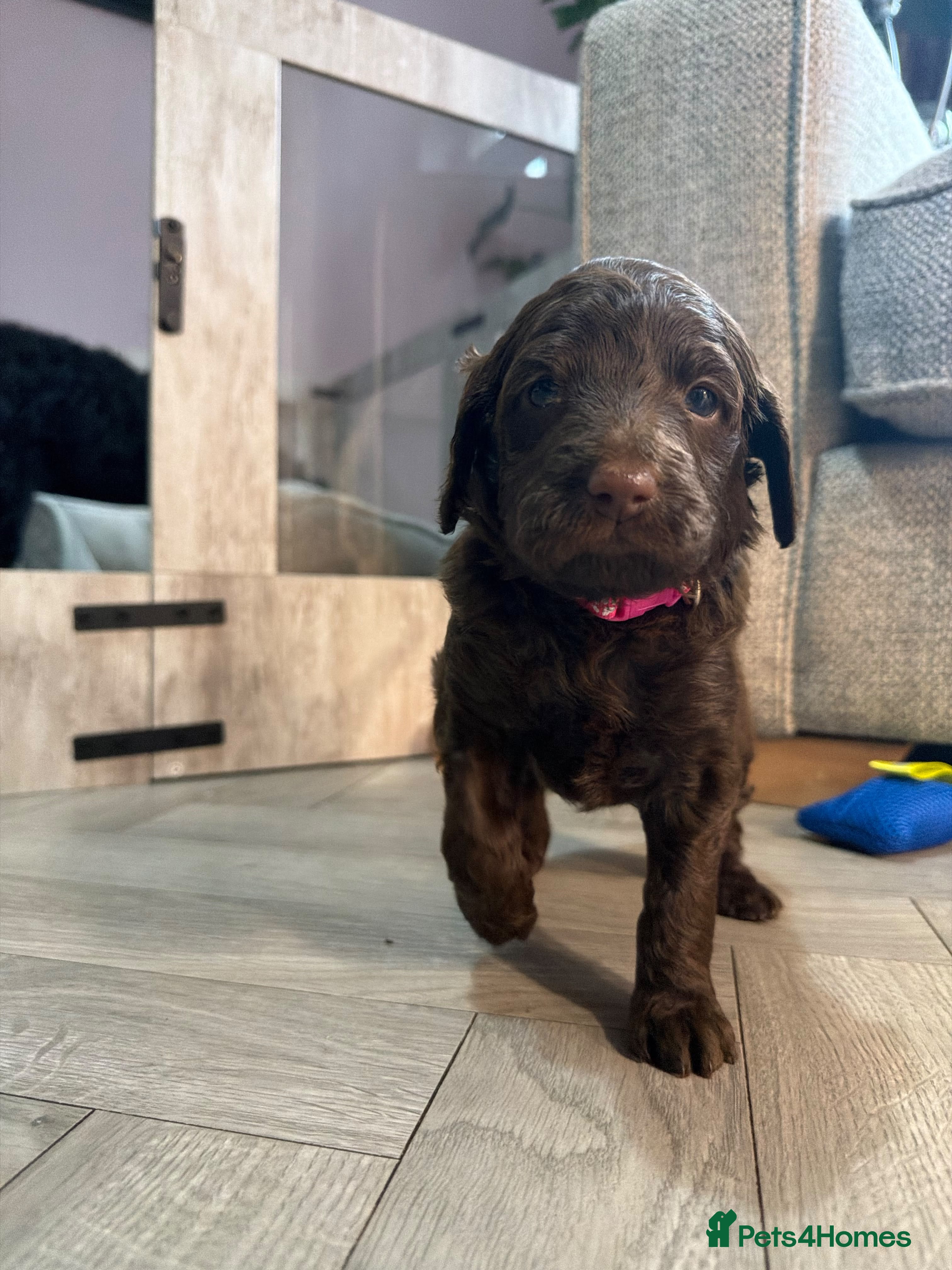 Double Doodle dogs for sale: Adorable Double Doodles - blue Merle, choc, black - Advert 2