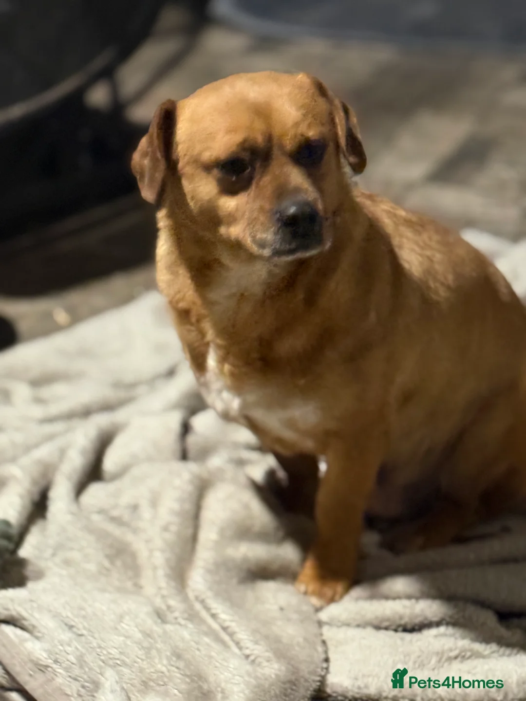 Mixed Breed dogs for adoption: Richie Looking For a Family  - Advert 8