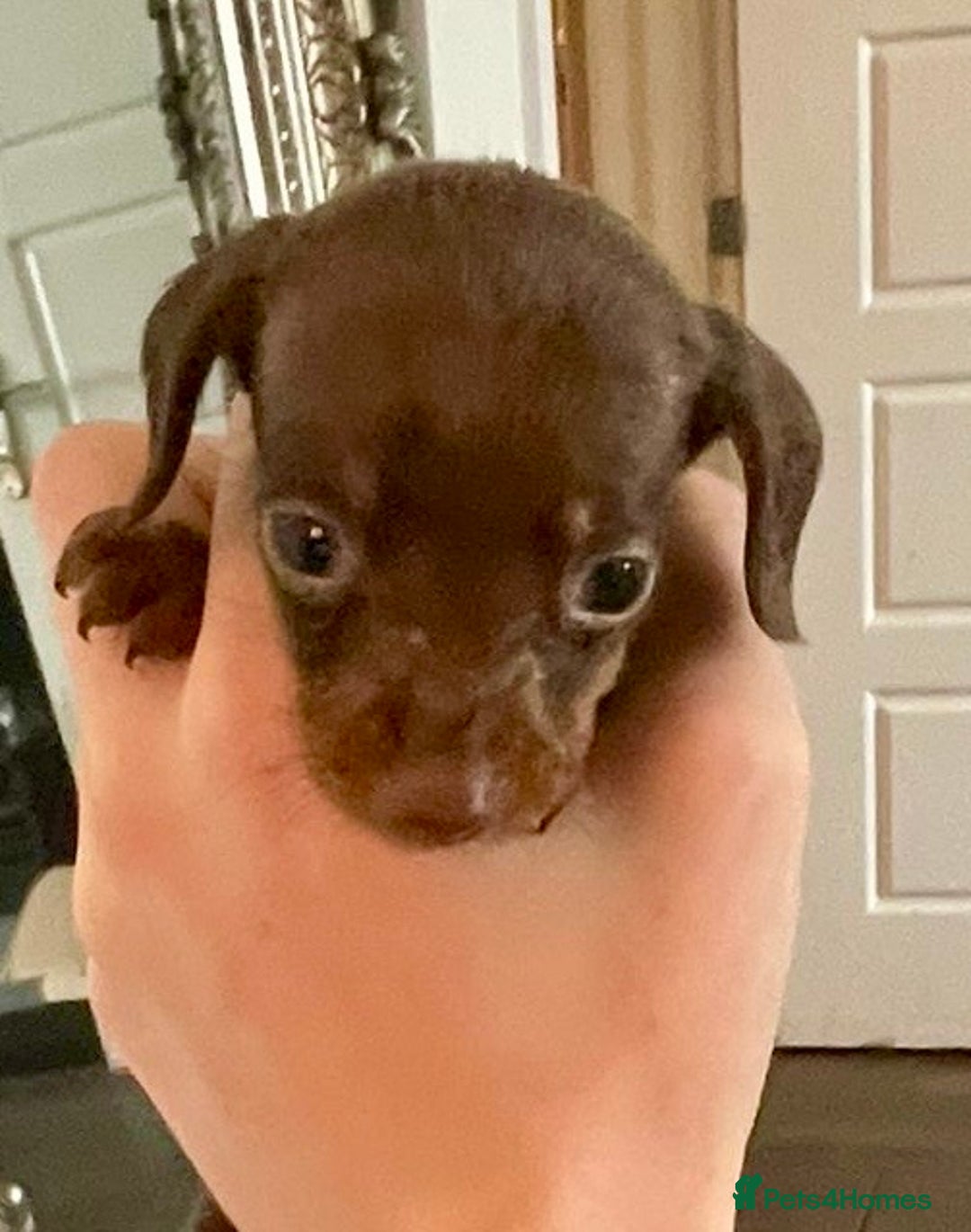Miniature Dachshund dogs for sale: KC Mini Dachshund Pups - Image 5