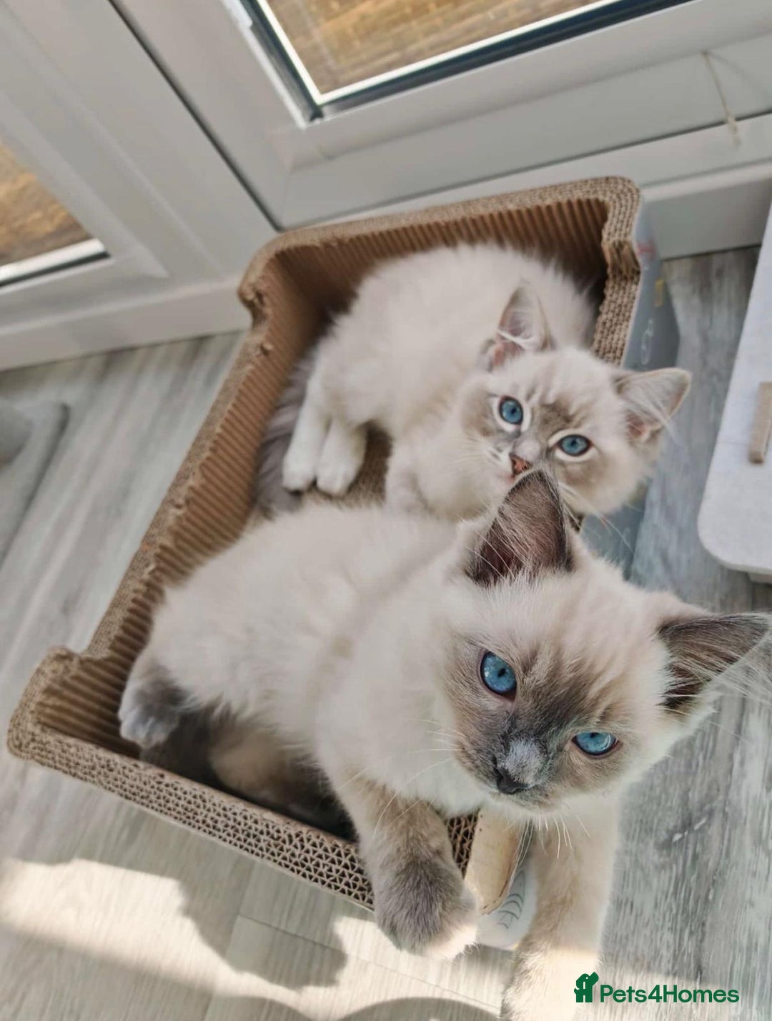 Ragdoll cats for sale: Bonded pair of male ragdolls - Advert 7
