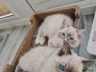 Ragdoll cats Bonded pair of male ragdolls - Advert 6