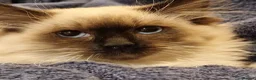 Siberian cats for sale: Stunning Neva Masquerade Girl - Advert 4