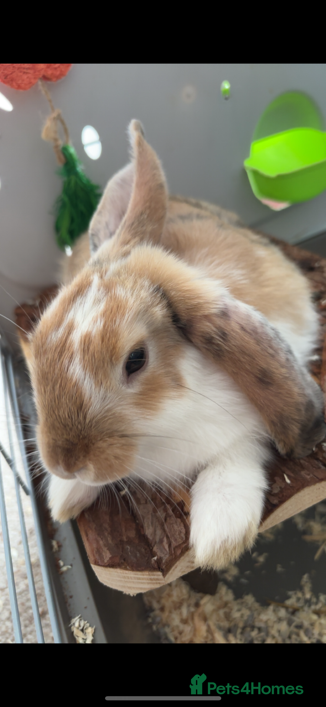 English Lop rabbits for sale: New Home for Milo - Image 2