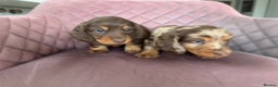 Miniature Dachshund dogs for sale: Long haired miniature dachshund pups - Advert 1