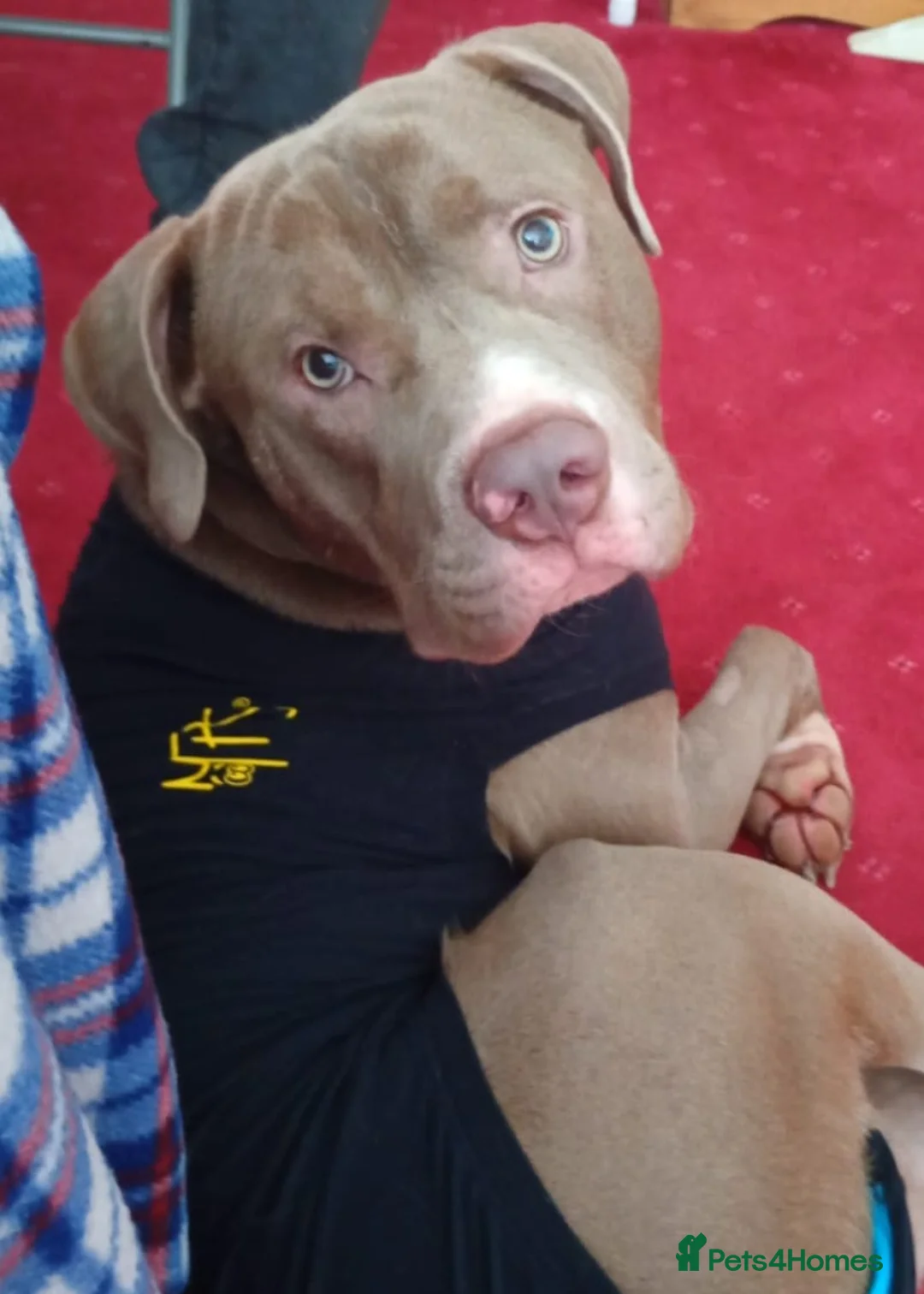 Mixed Breed dogs for sale: Staffy Pups  in Huddersfield - Advert 2