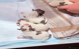 Jack Russell dogs for sale: White,blue,red tri jack Russell pups  - Advert 9