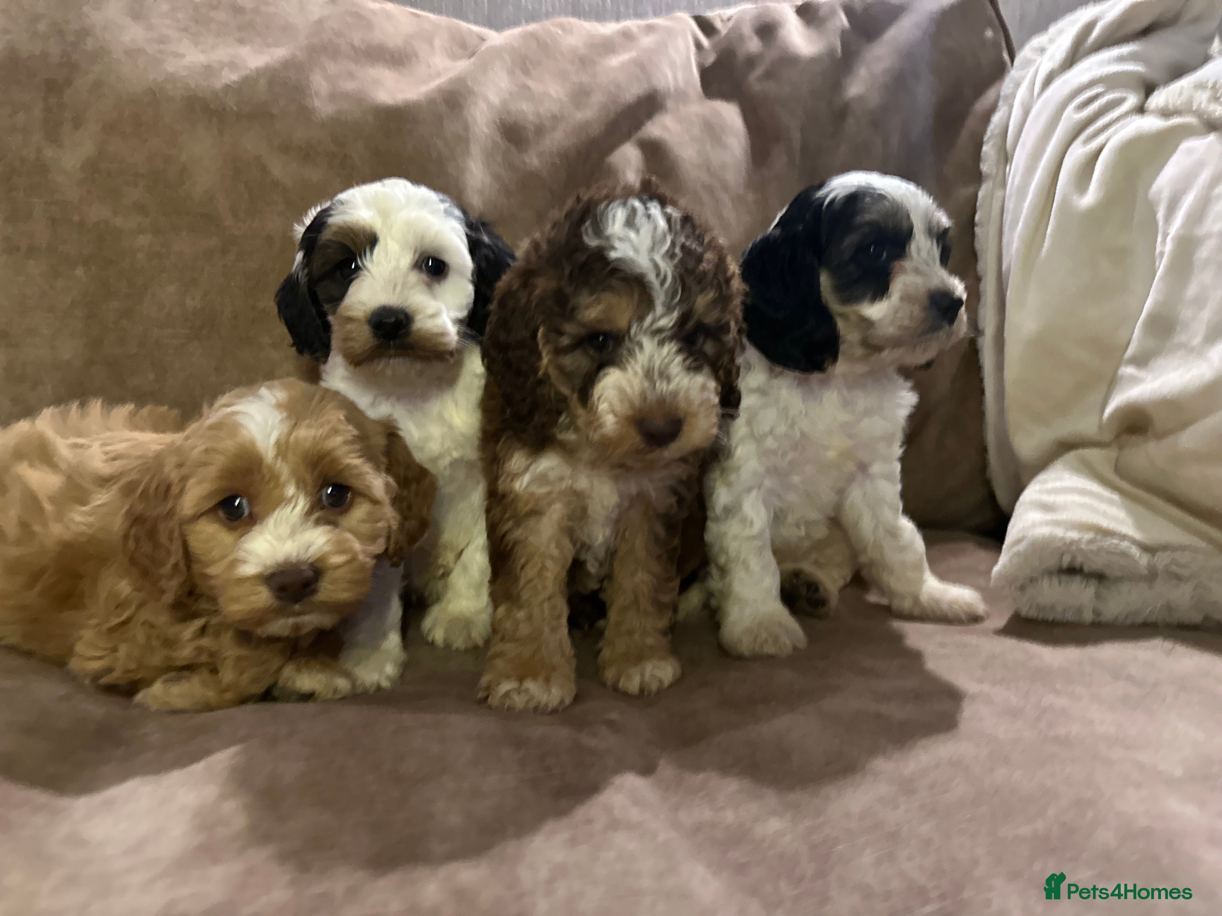 Cockapoo dogs Roan and sable cockapoos - Advert 18