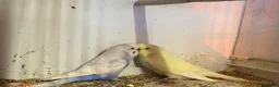 Parakeets birds for sale: Budgies Kakarikie  in Blackpool - Advert 2